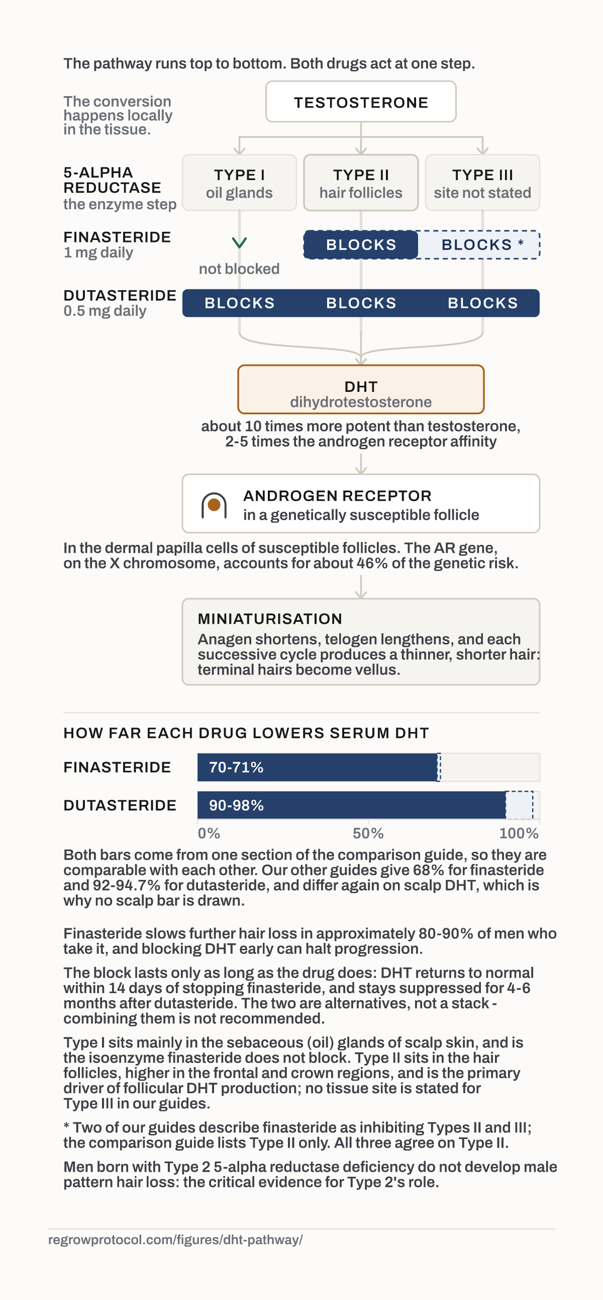 The DHT pathway, and where each drug blocks it.