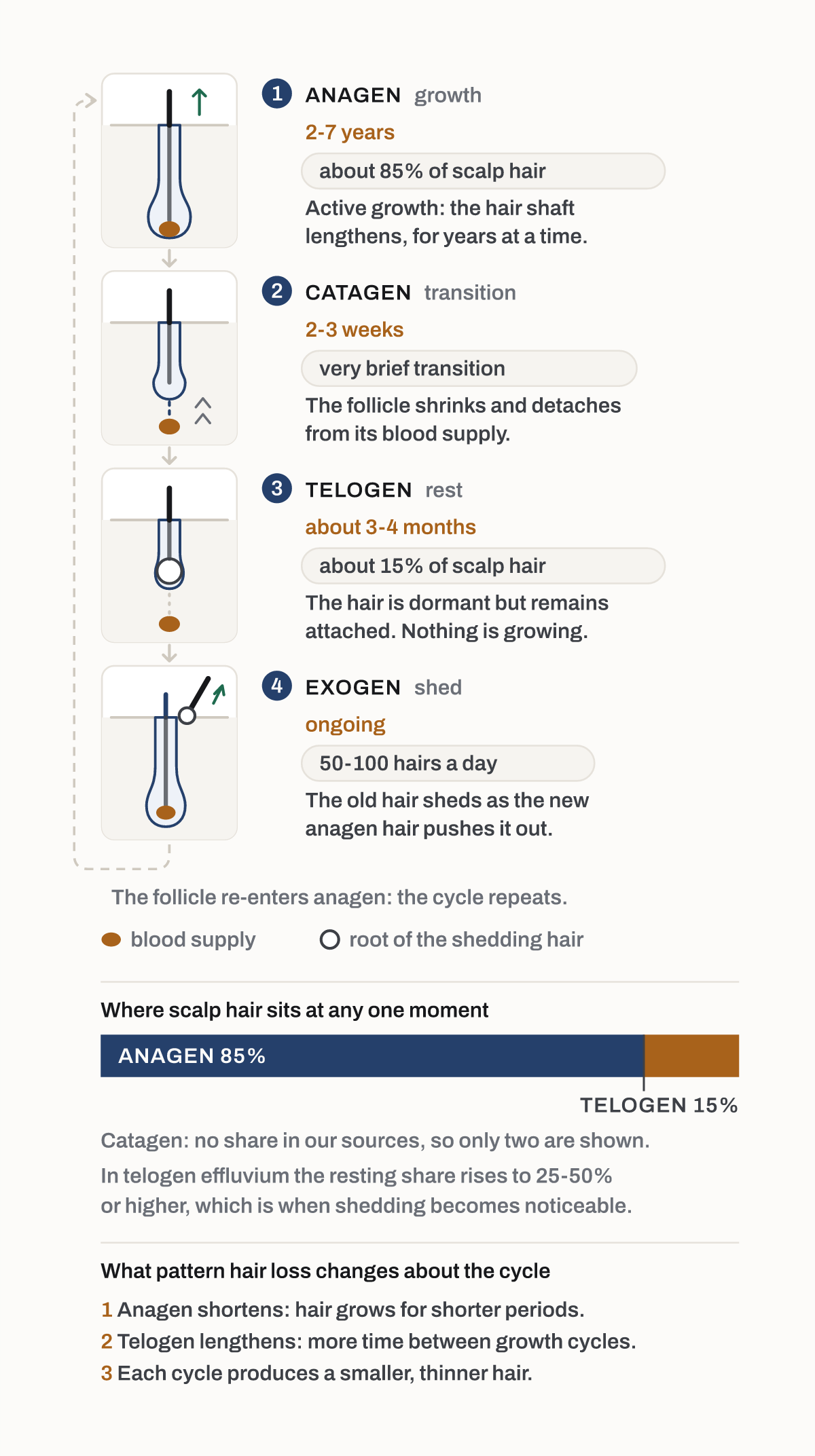 The hair growth cycle. One follicle through anagen, catagen, telogen and exogen, with the published duration of each phase and the share of scalp hair sitting in each at any one moment.